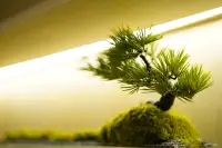 Studio Condo for Sale at SKYPARK Lucean Jomtien Pattaya decorative bonsai pine tree on illuminated built-in shelf