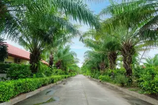 Paragon Park Village outdoor swimming pool with blue water, surrounded by a paved deck and tropical plants.