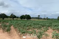 Land for Sale in L Pattaya with distant city skyline