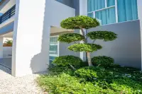 3 Bedroom House for Sale at Baan Pruksa Nara Chaiyapruek manicured topiary tree with white pebble garden beside modern facade